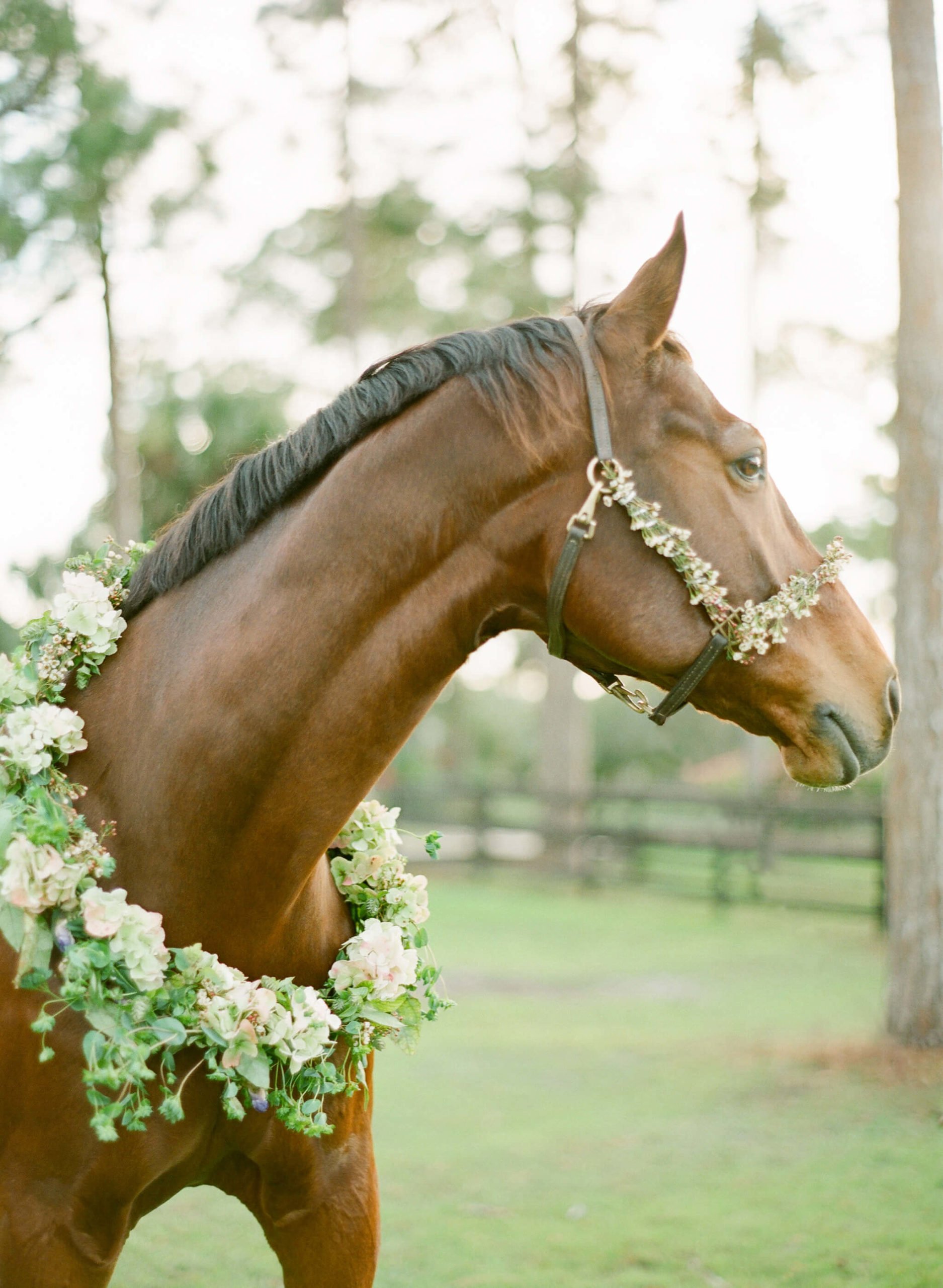Свадебная лошадь