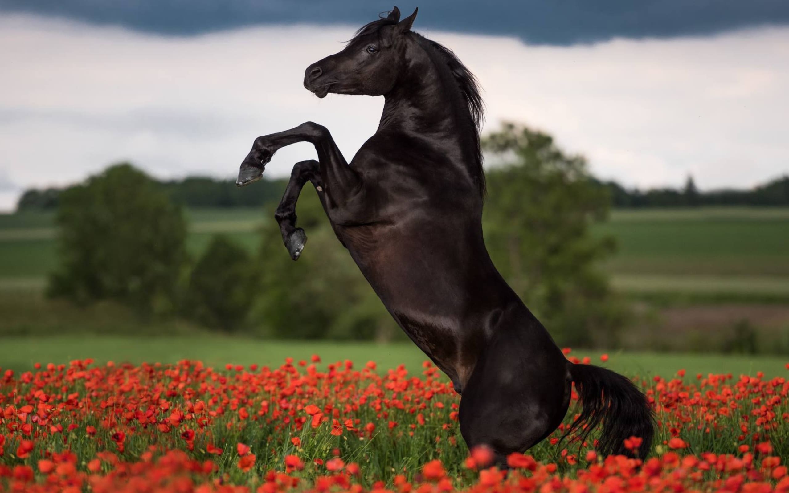 интересные фото лошадей