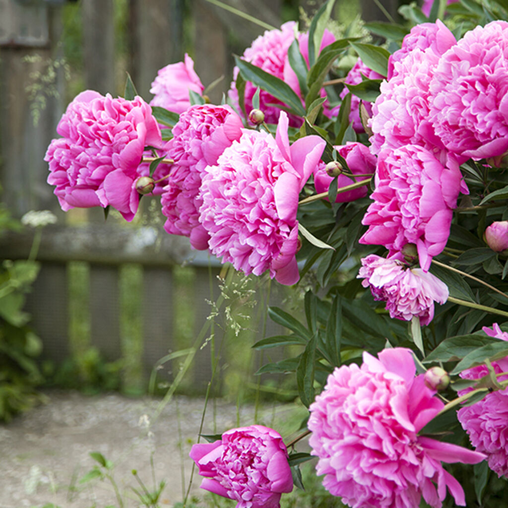 Пион травянистый розовый сад