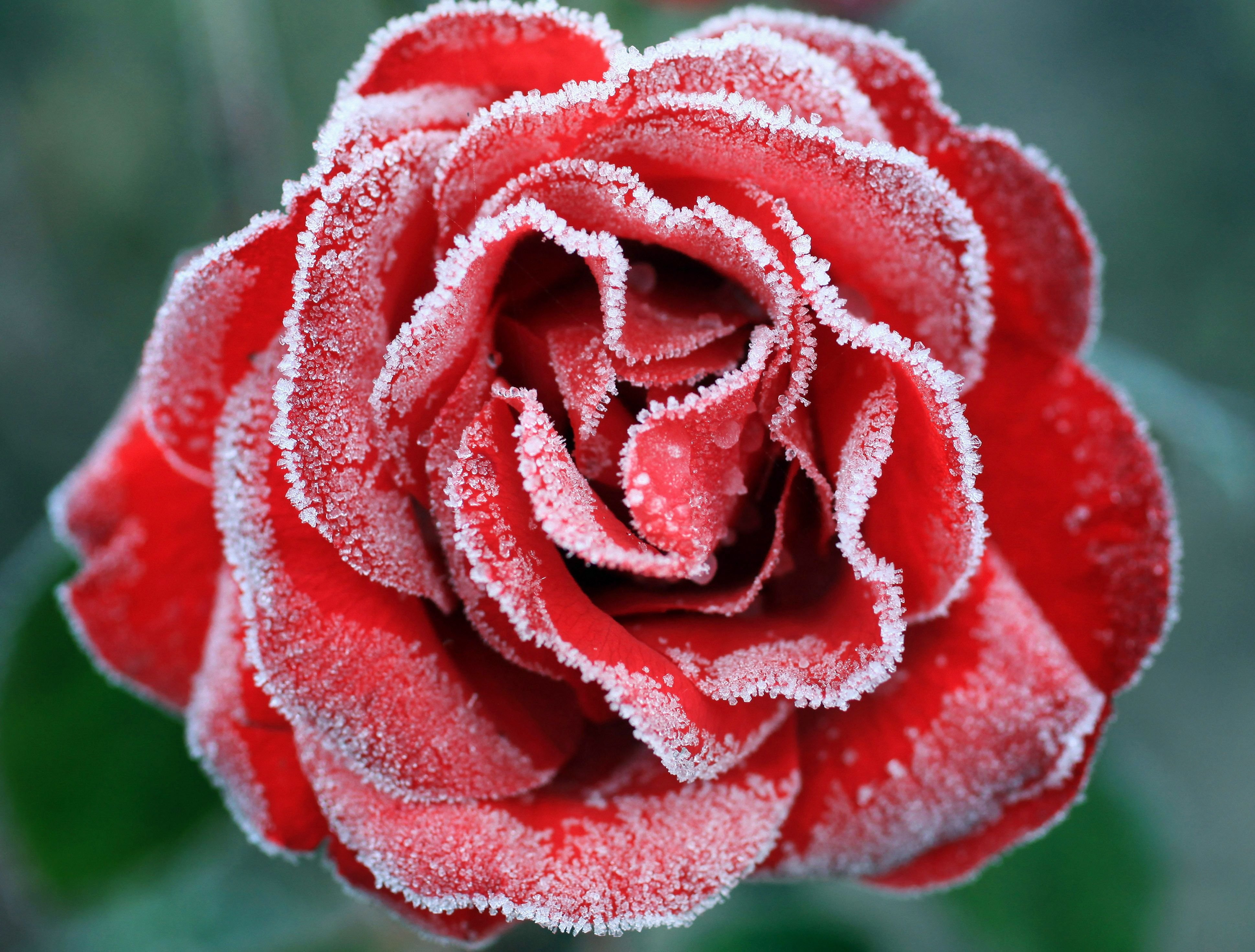 Indiah rose