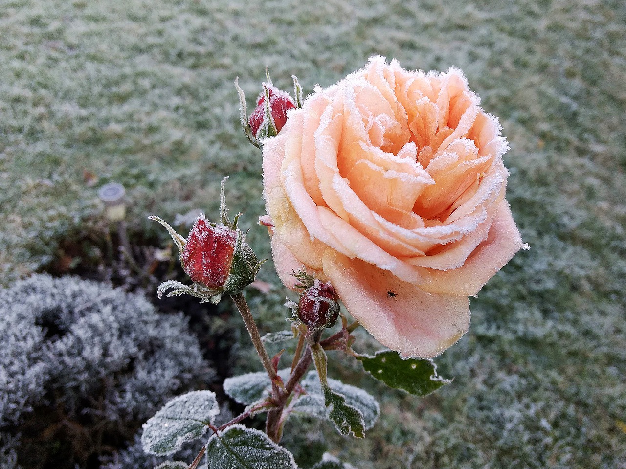 Роза Frosty