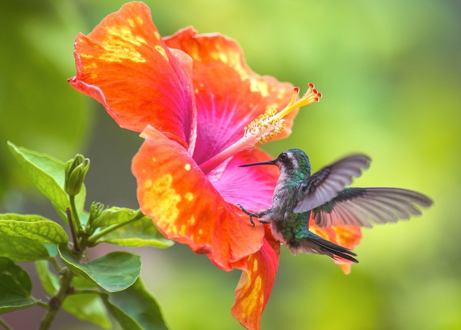 цветок птица счастья фото