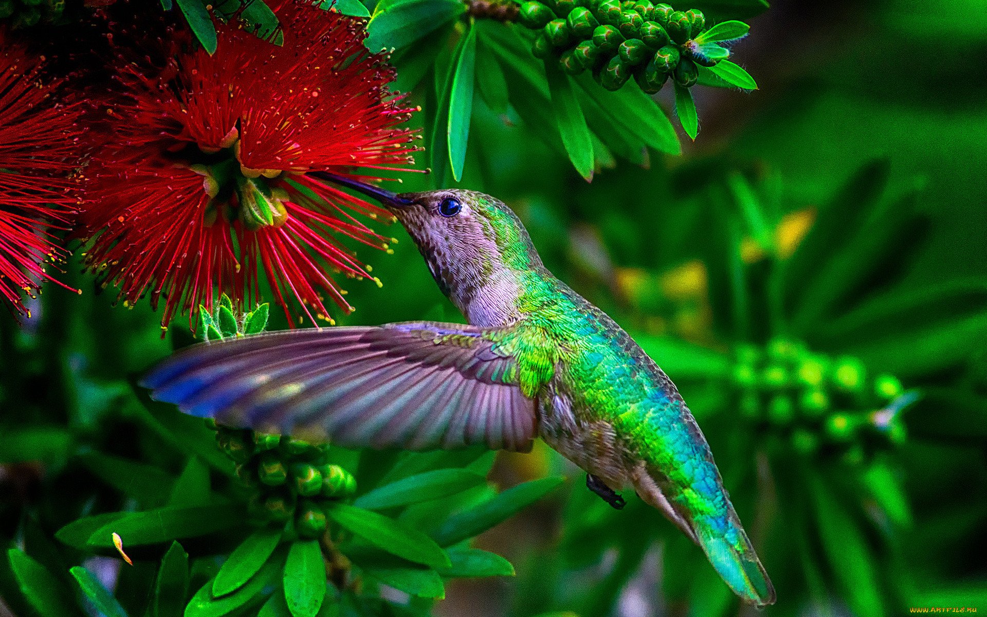 Тропические птицы Колибри