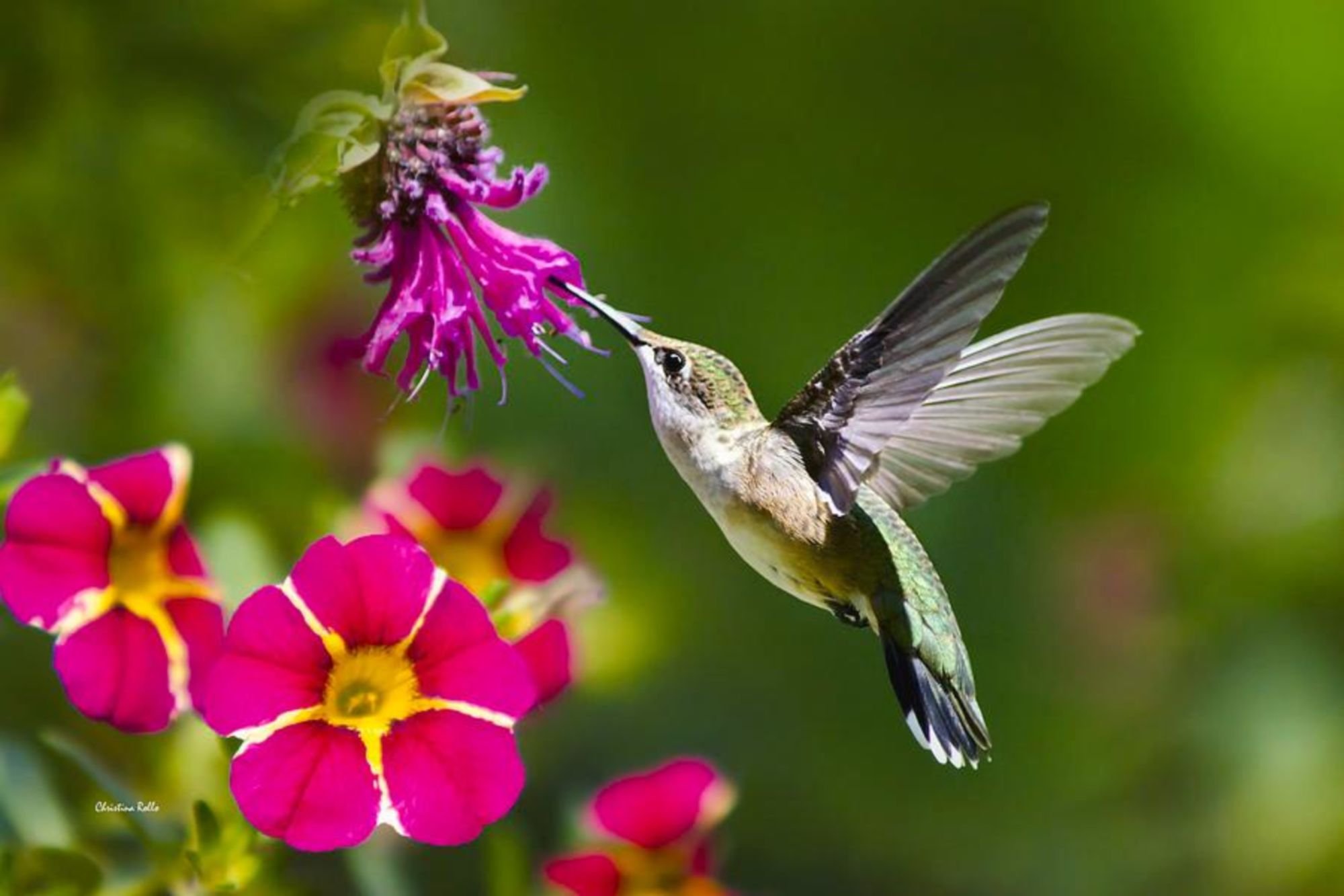 Цветы петуньи Колибри