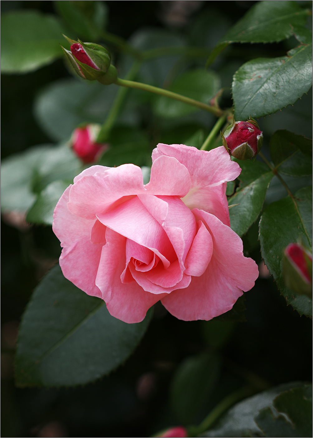 Сорт розы Лавиния