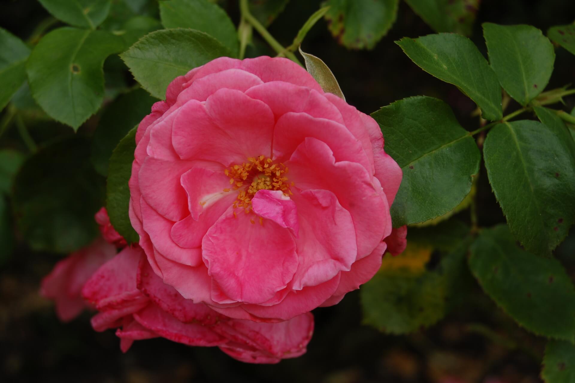 Роза плетистая лавиния фото и описание