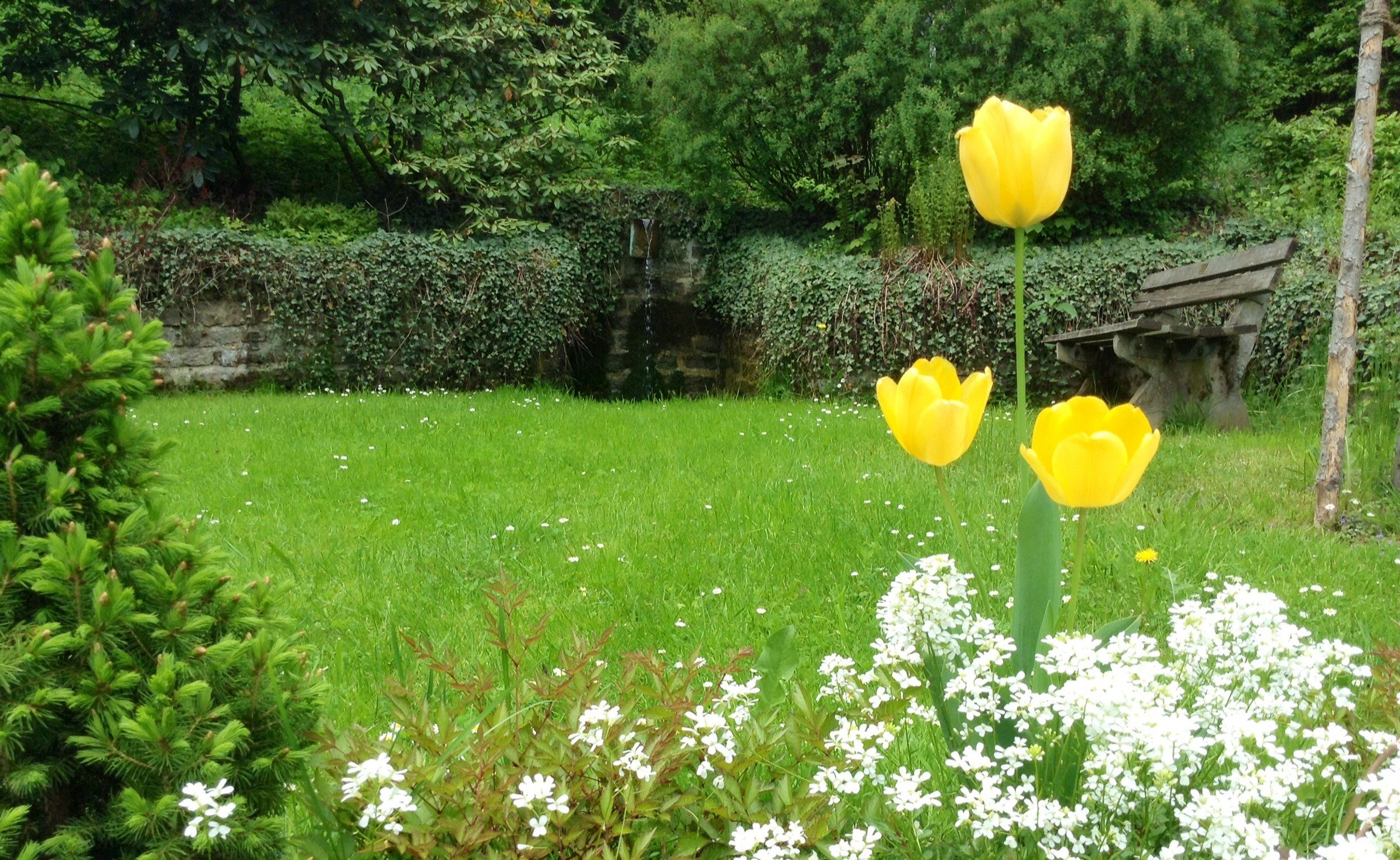 Тюльпаны на газоне фото