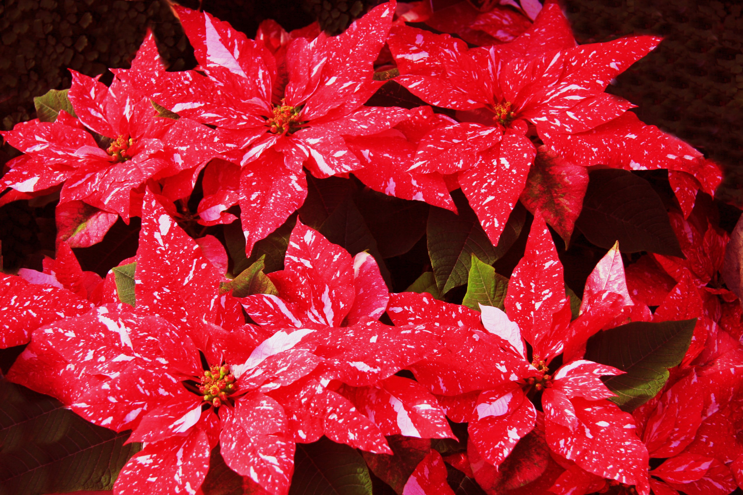 Домашний цветок с красными листьями на верхушке название фото
