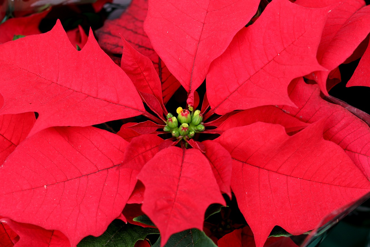 Рождественский цветок пуансетия нет красных листьев 
