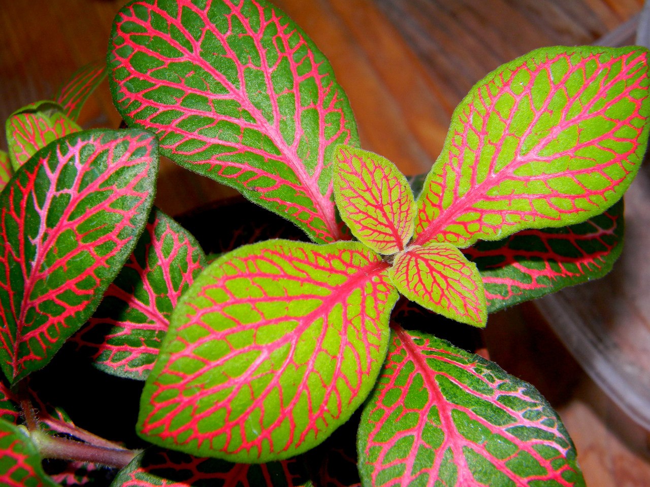 Цветок с красно зелеными листьями фото и названия