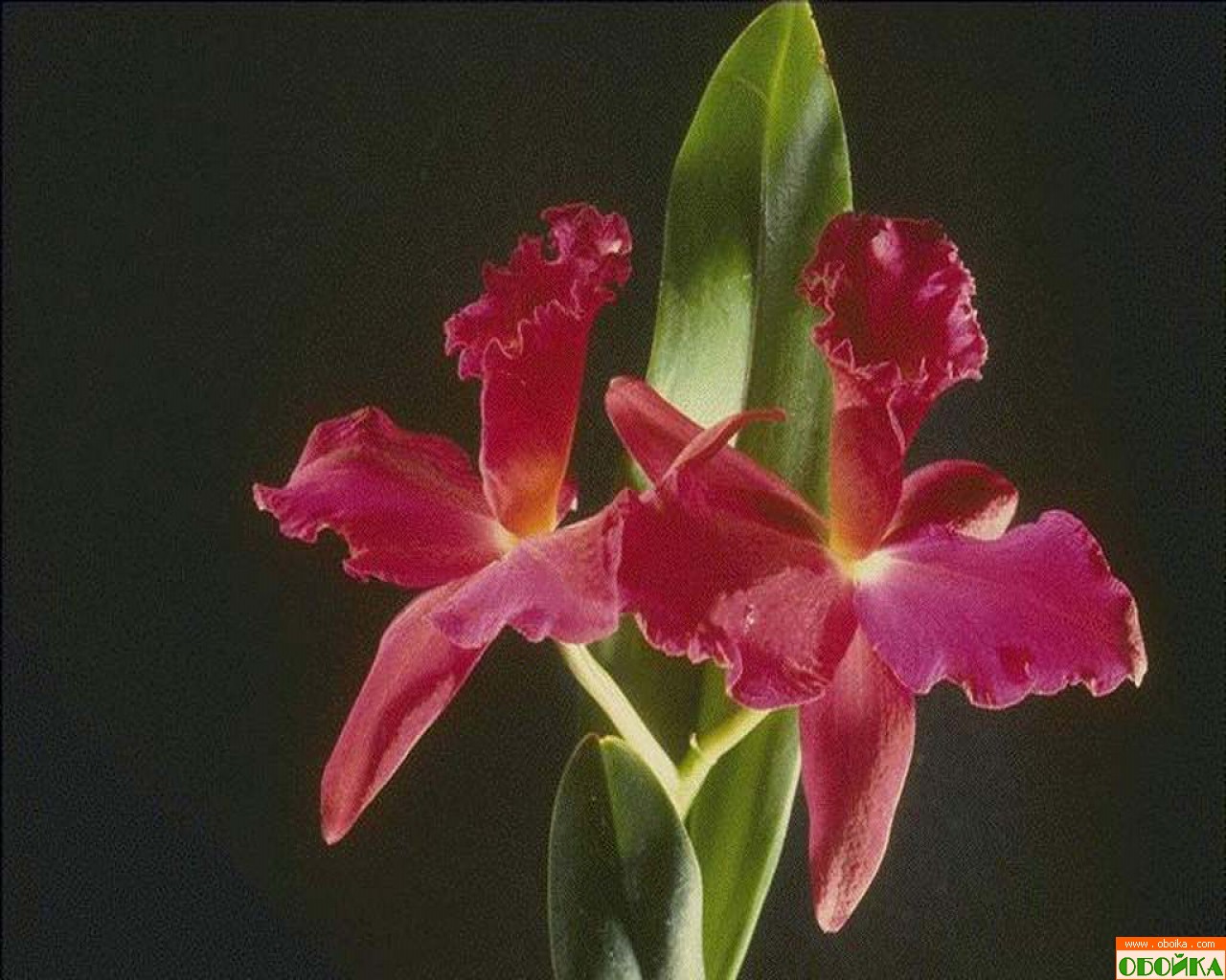 Цветок надежды видео. Амазонская Орхидея. Алая Орхидея. Мистерия цветок. Мистерия цветок фото.