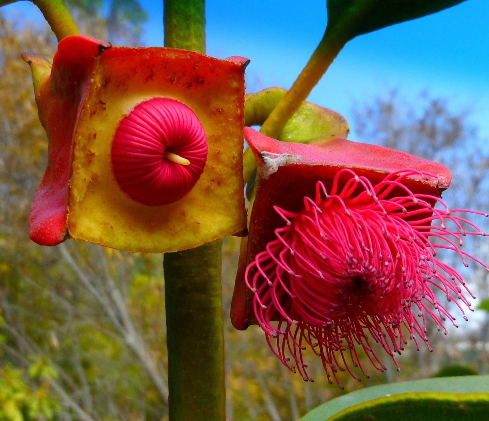 Очень интересные растения в мире. Eucalyptus tetraptera. Фаталик витаспаразис цветок. Капур качари растение. Чили Сельва тропические цветы.