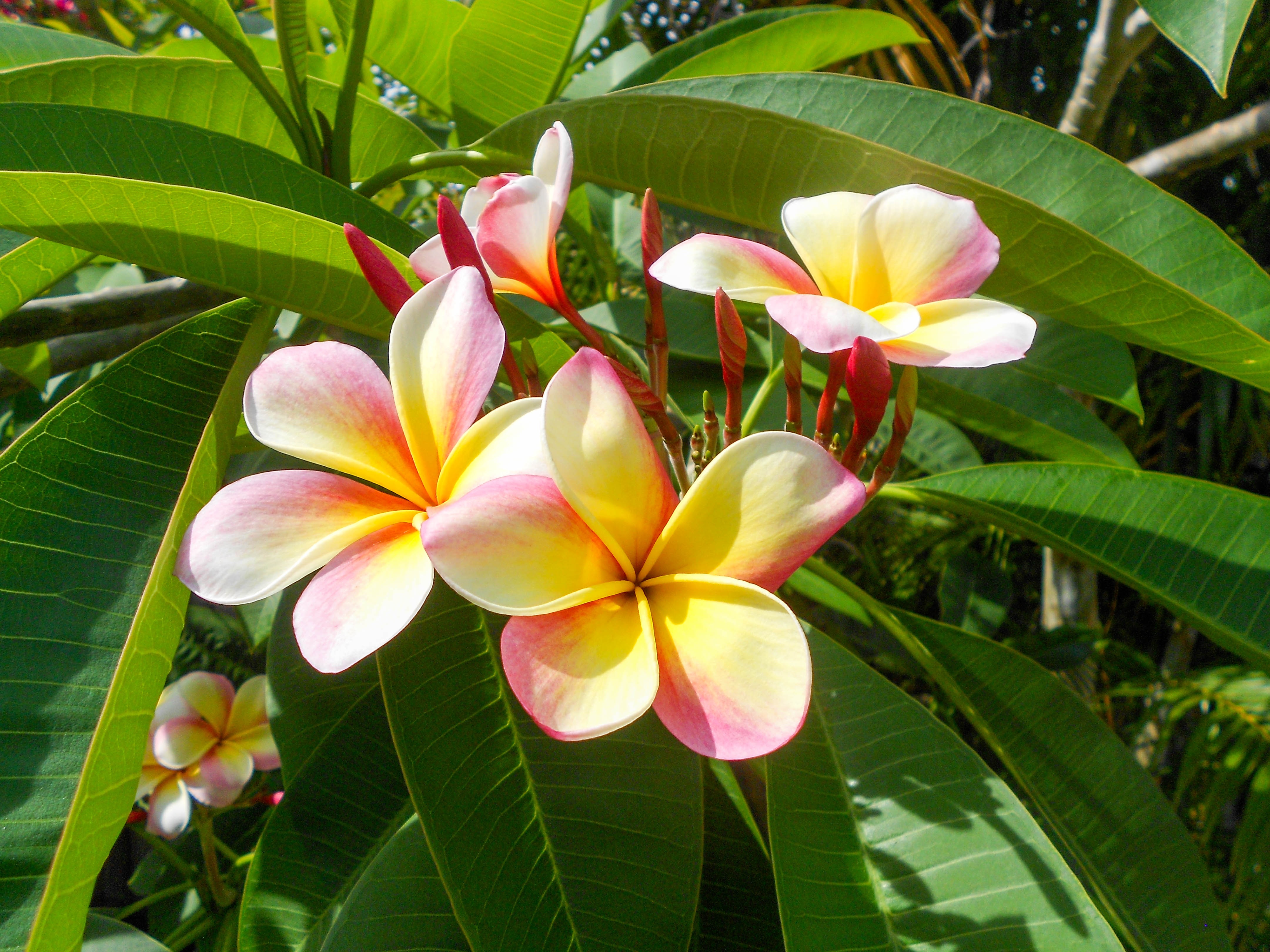 Экзотические цветы растения. Плюмерия Гавайи. Плюмерия Франжипани. Плюмерия Франжипани манго. Цветы Плюмерия Франжипани.
