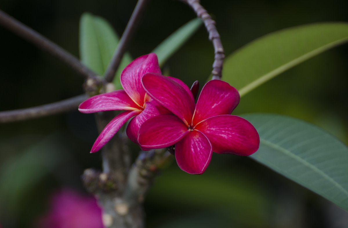 Тропические растения фото и названия