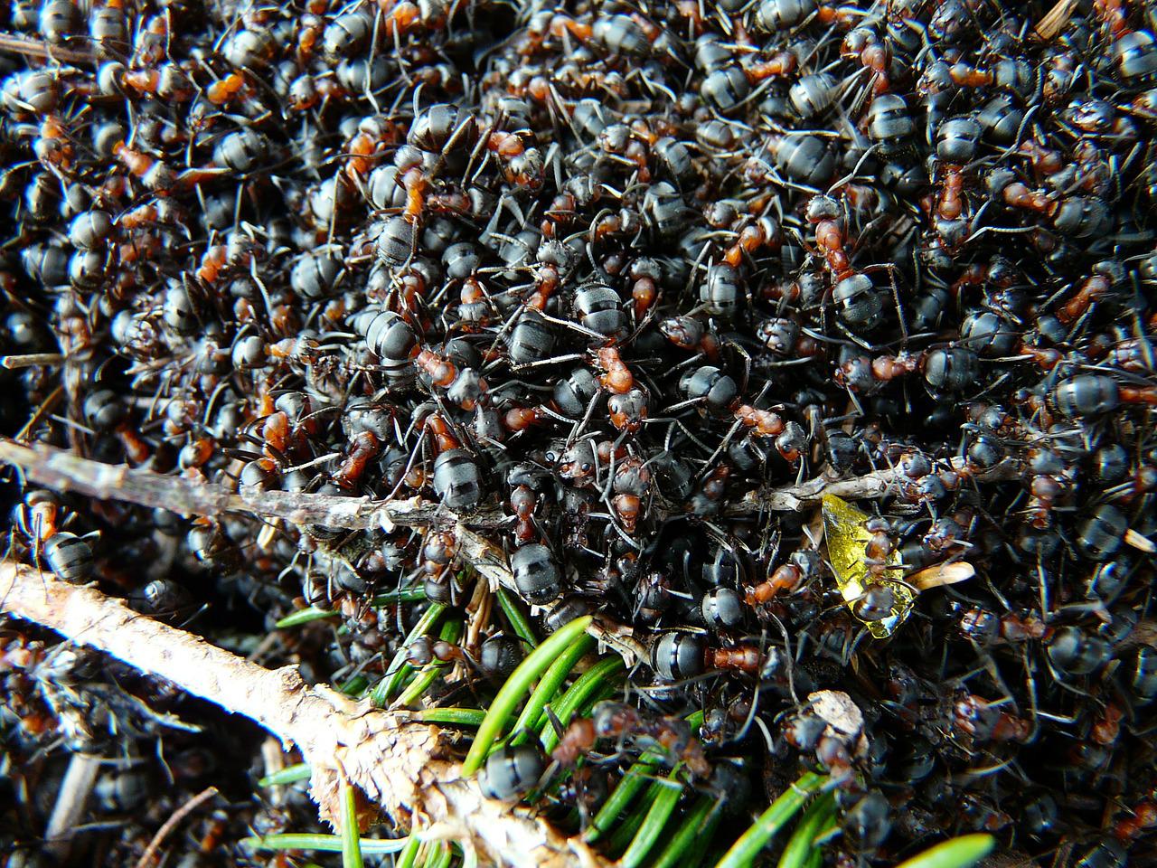 Колония муравьев Formica Rufa