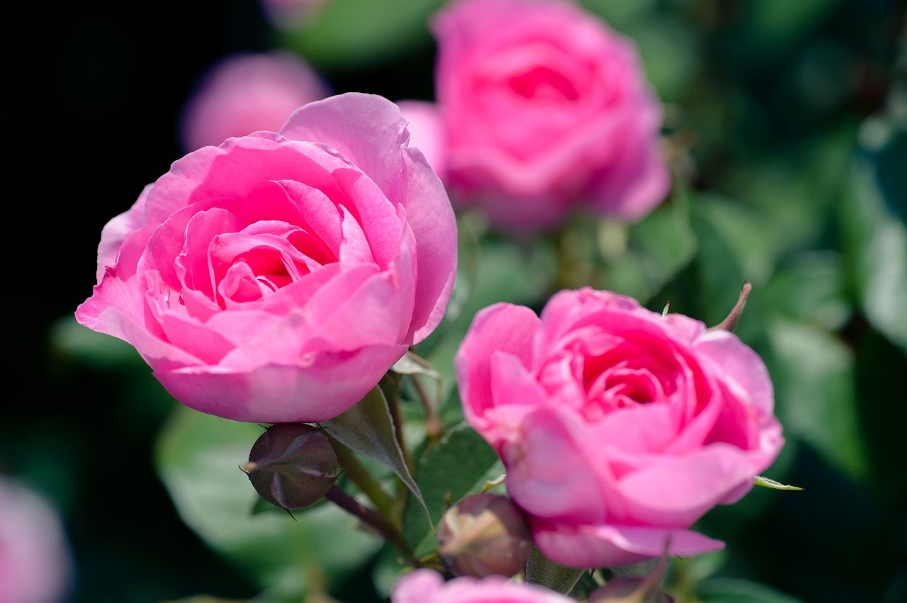 Роза флорибунда ярко розовая