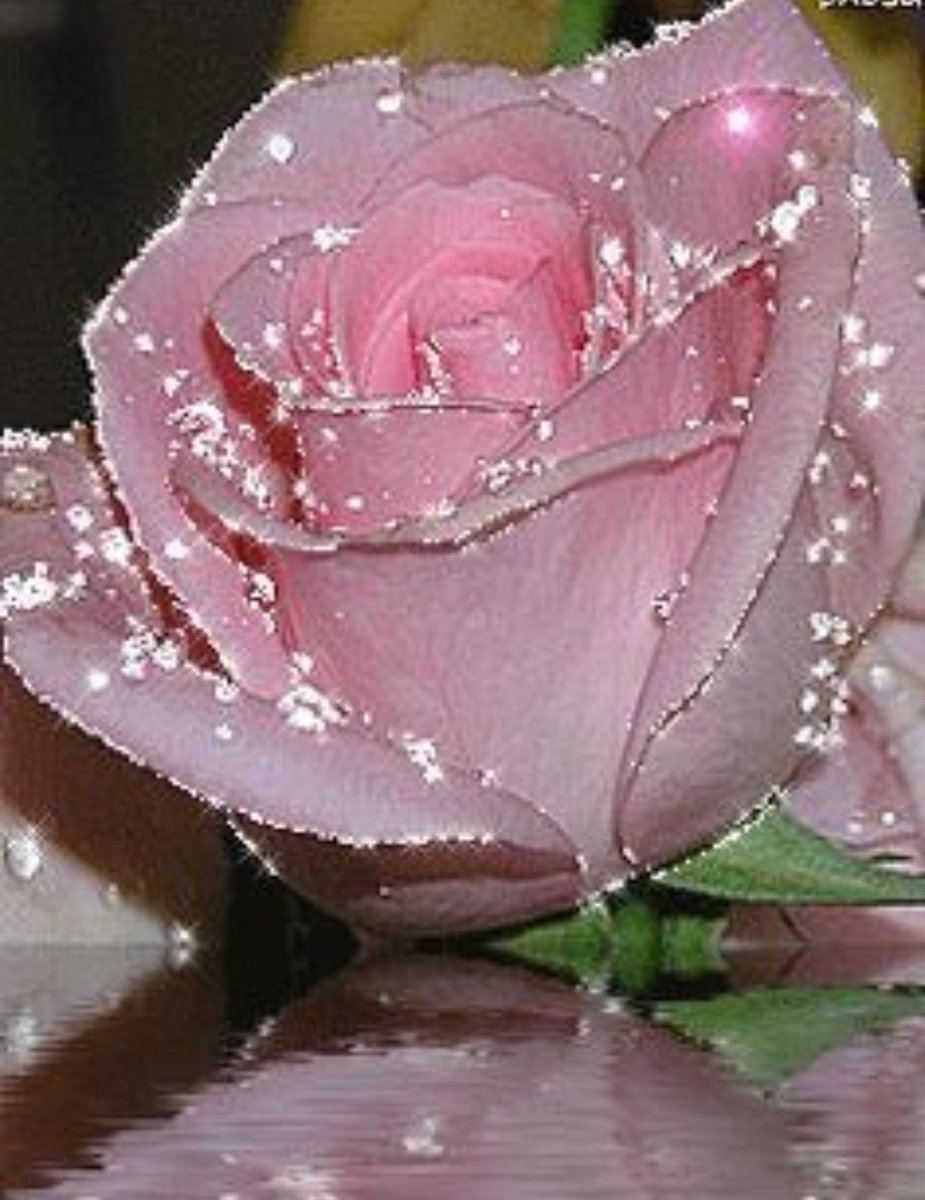 Мерцающие розовые розы