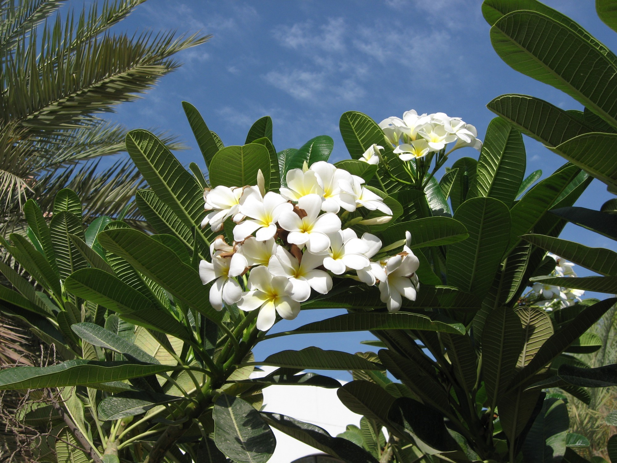 Багамы цветы