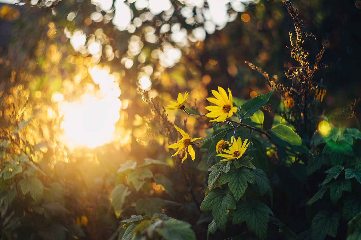 Проглядывают первые лучи солнца ярко. Цветы и солнце. Лето солнце. Солнечный цветок. Природа солнце.