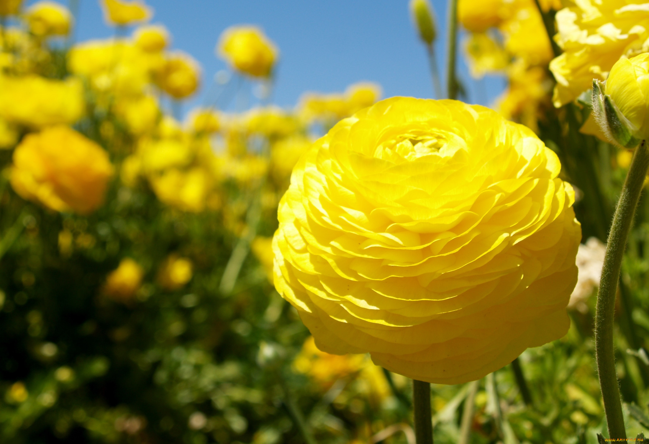 Фото лютика цветка садового