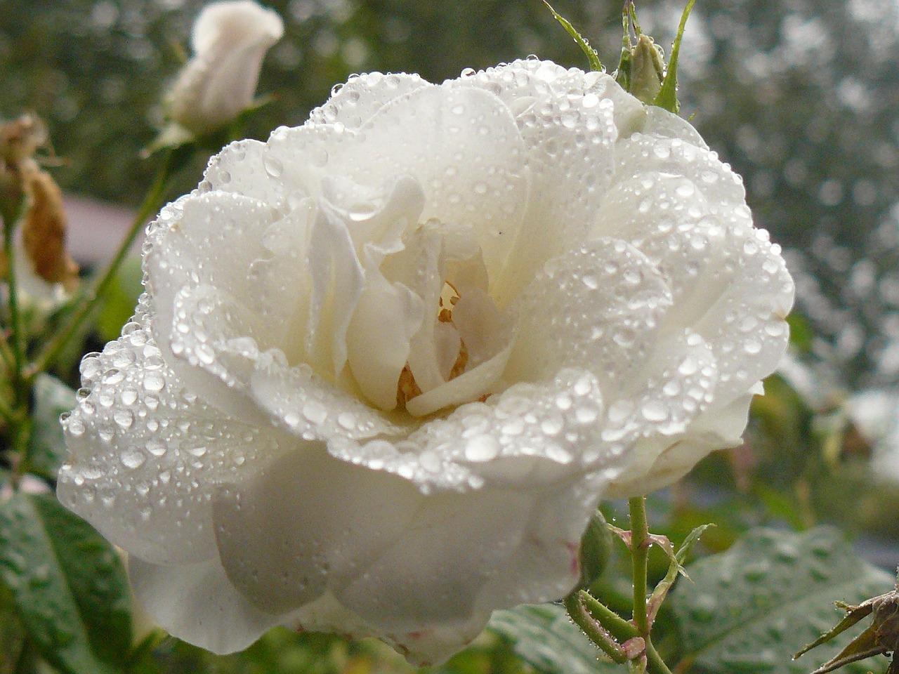 Роза Ивана белая