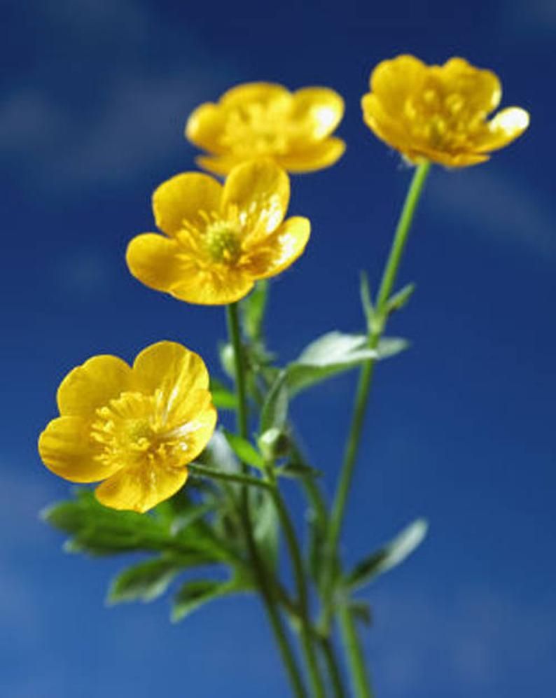 Желтые Маленькие Цветы Полевые