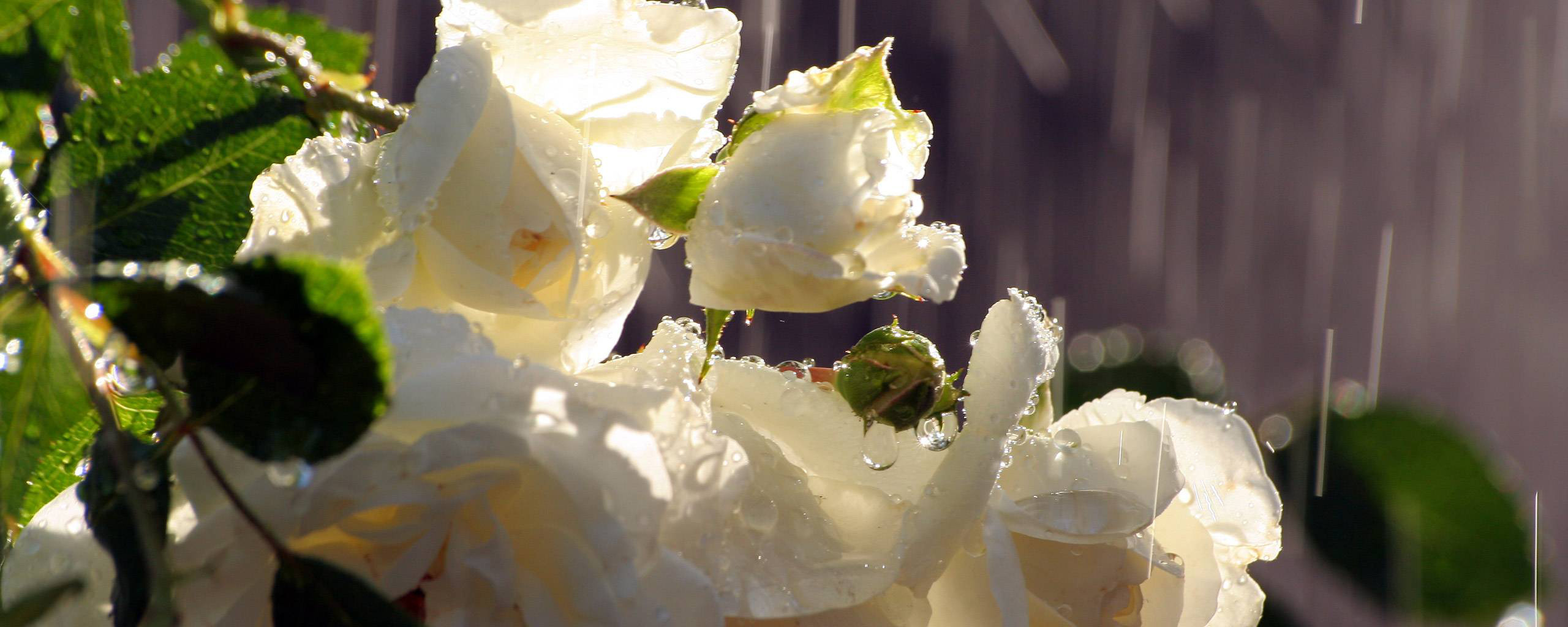 Белая роза в каплях дождя