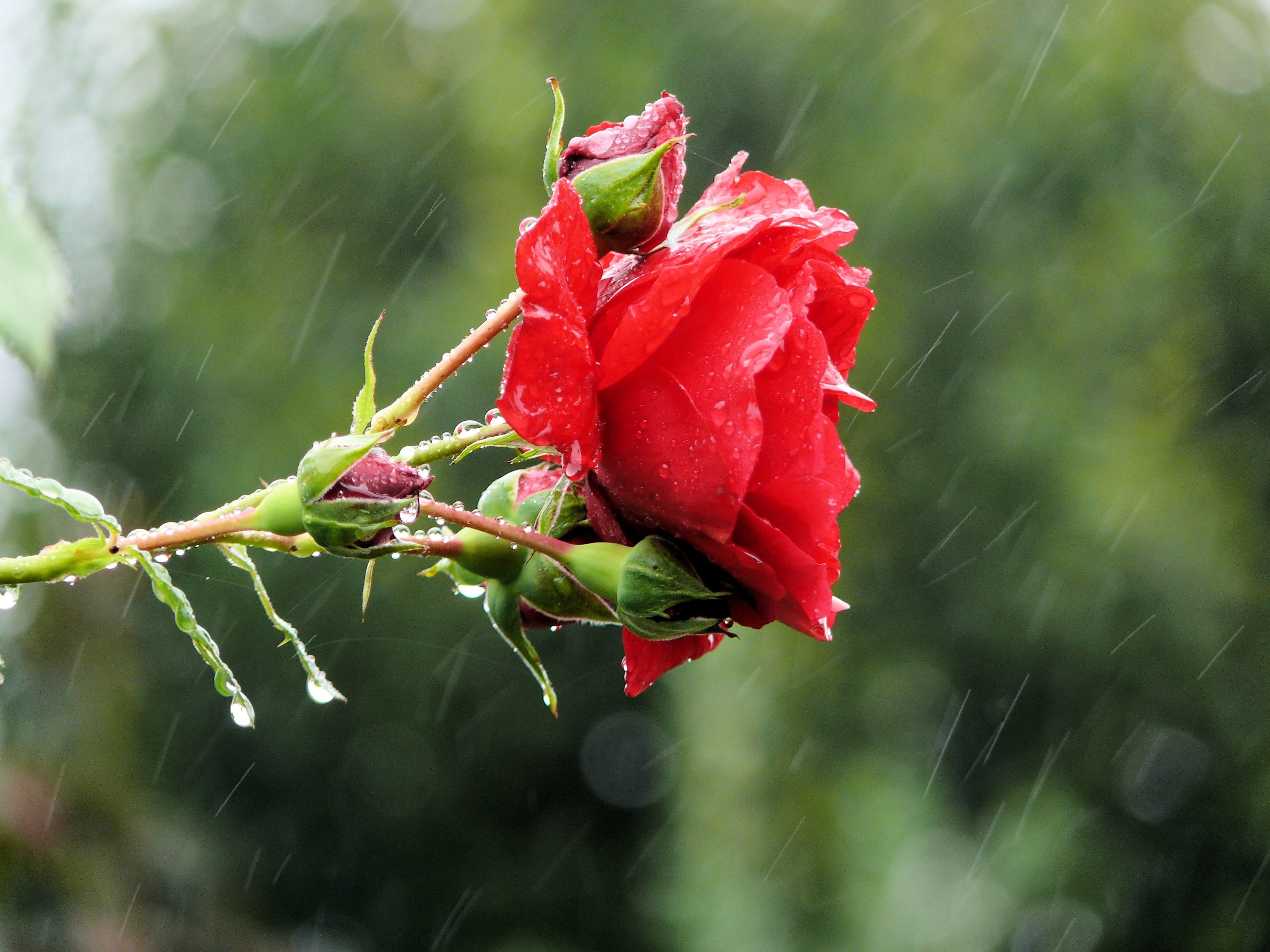 картинки розы под дождем