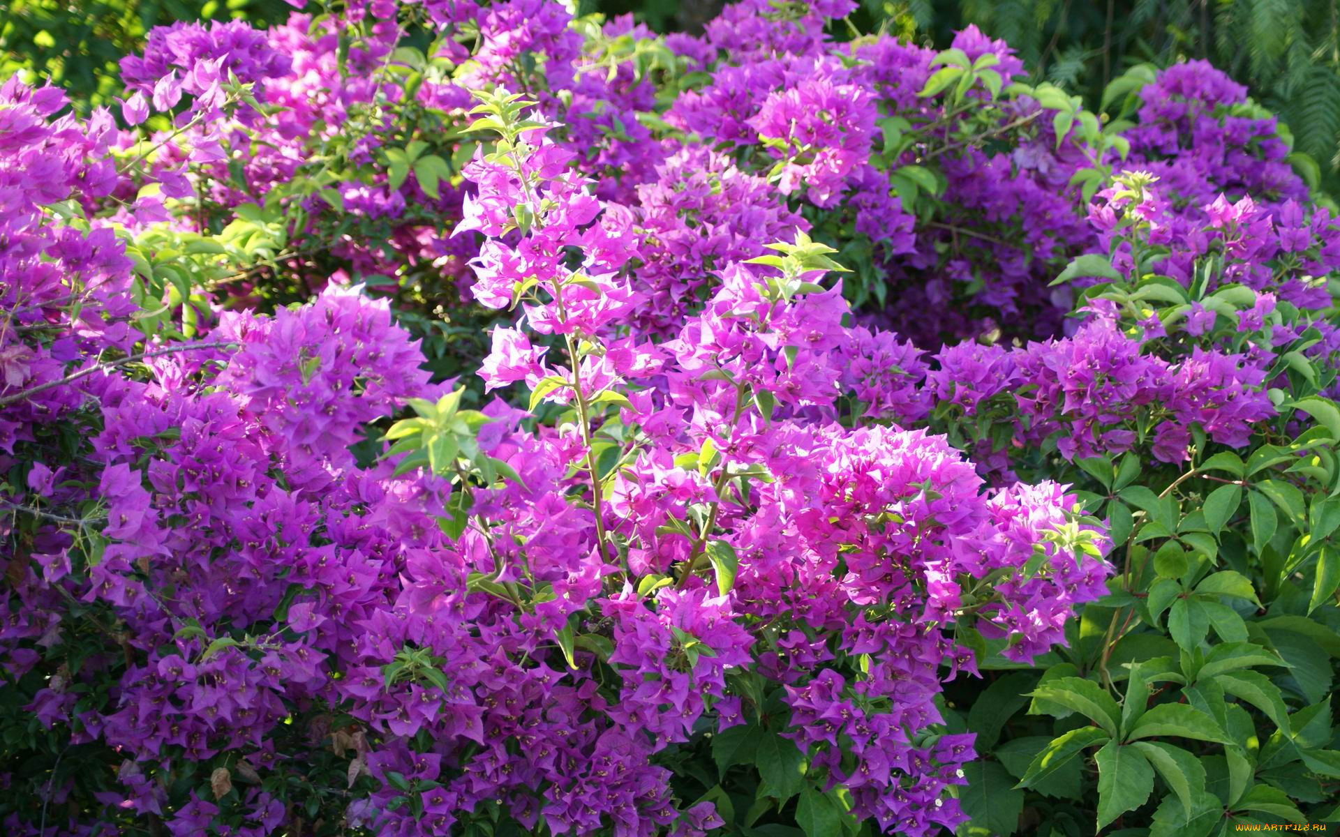 Ароматный кустарник с фиолетовыми цветами название