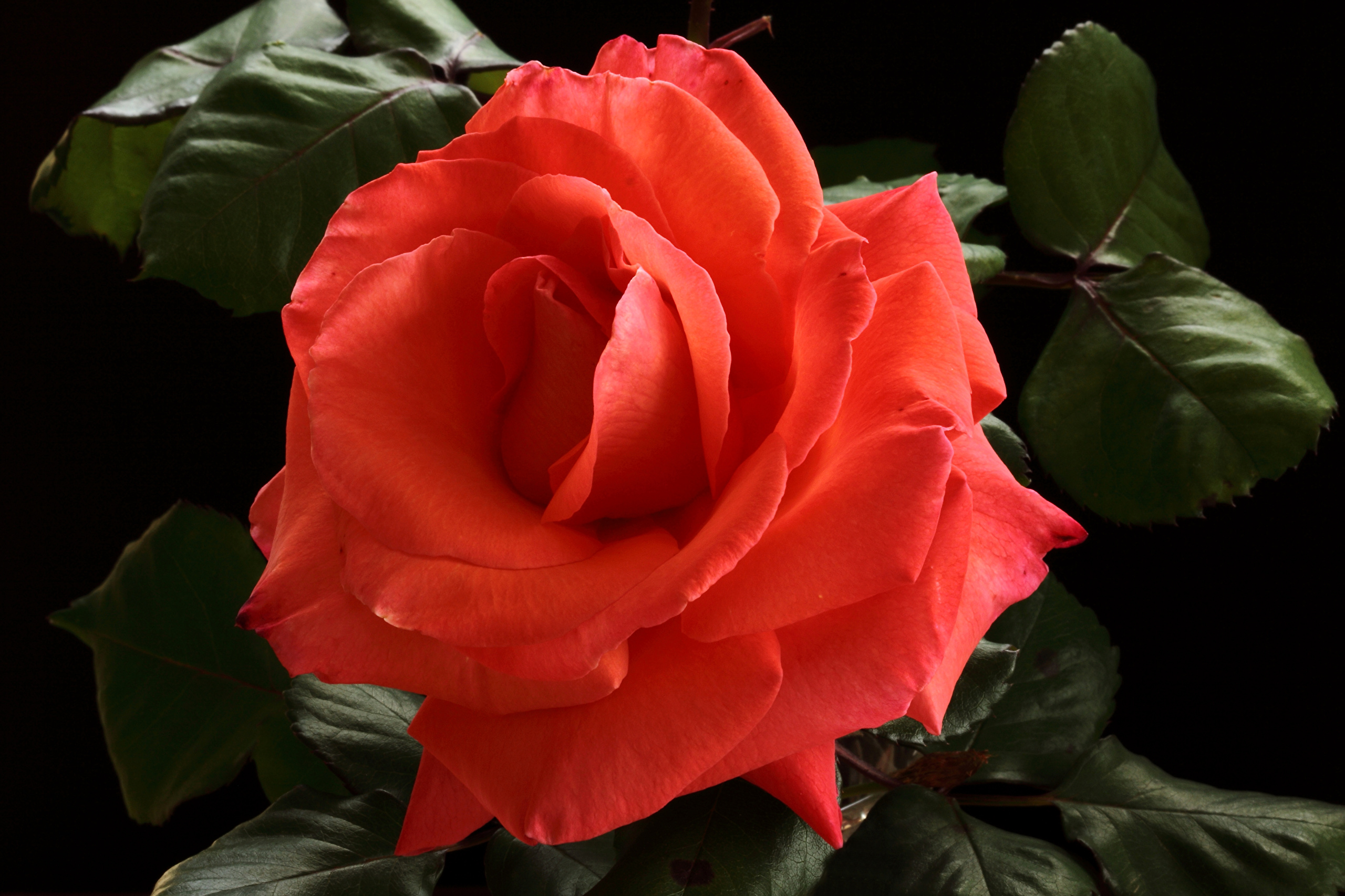 фото про розы