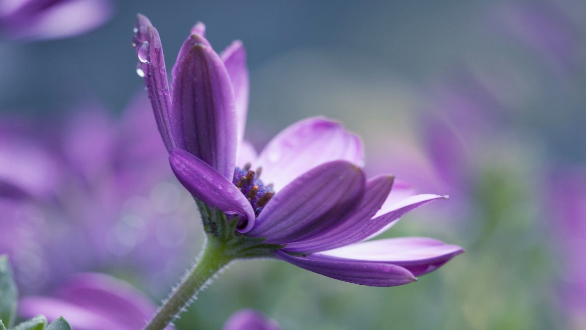 Фиолетового Цвета Цветы