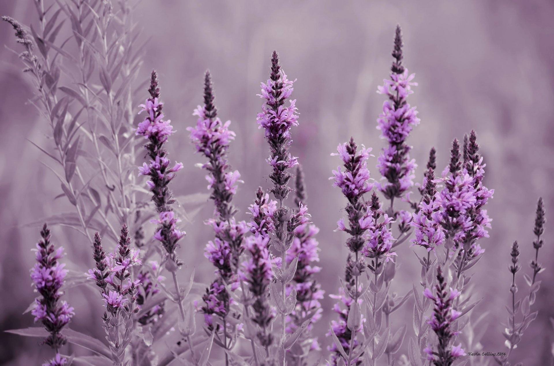 Фиолетовые цветы полевые название с фото и названиями
