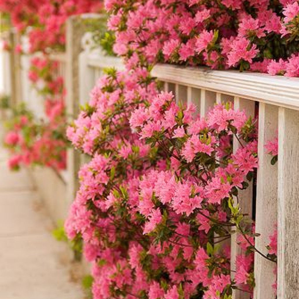 Сад с розовыми цветами
