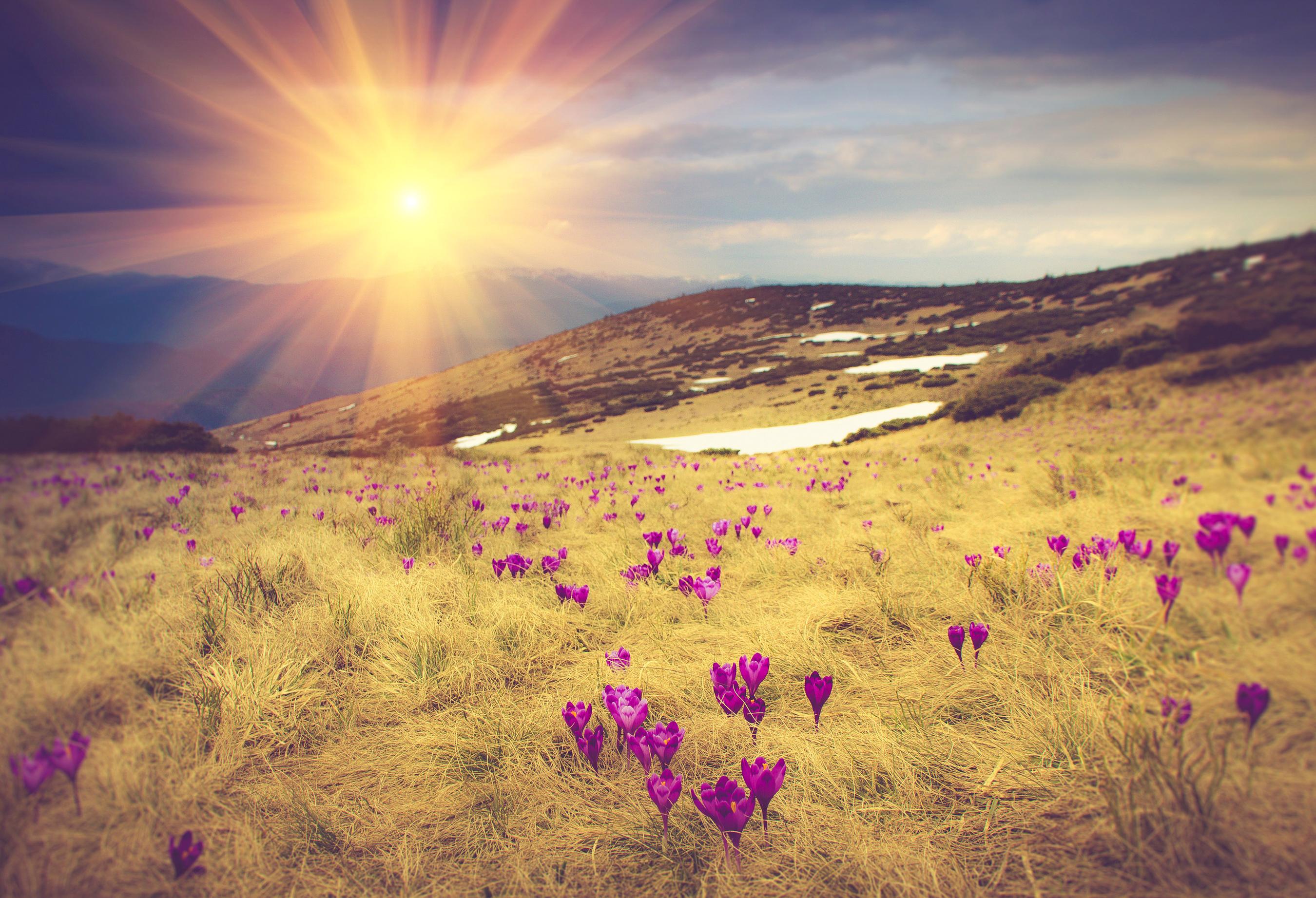 Восход солнца и закат в апреле. Весенний рассвет. Поле цветов. Нежный пейзаж. Рассвет солнца.