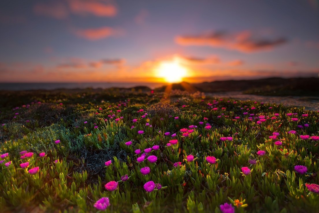 Фото красивые цветы на рассвете
