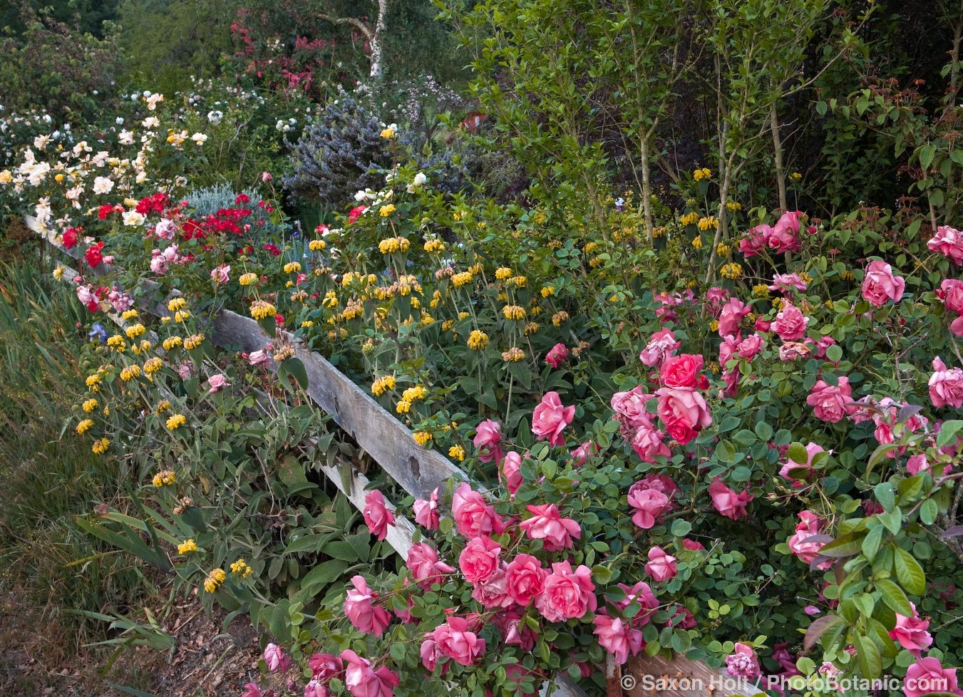 Роза Кантри Гарден (Country Garden)