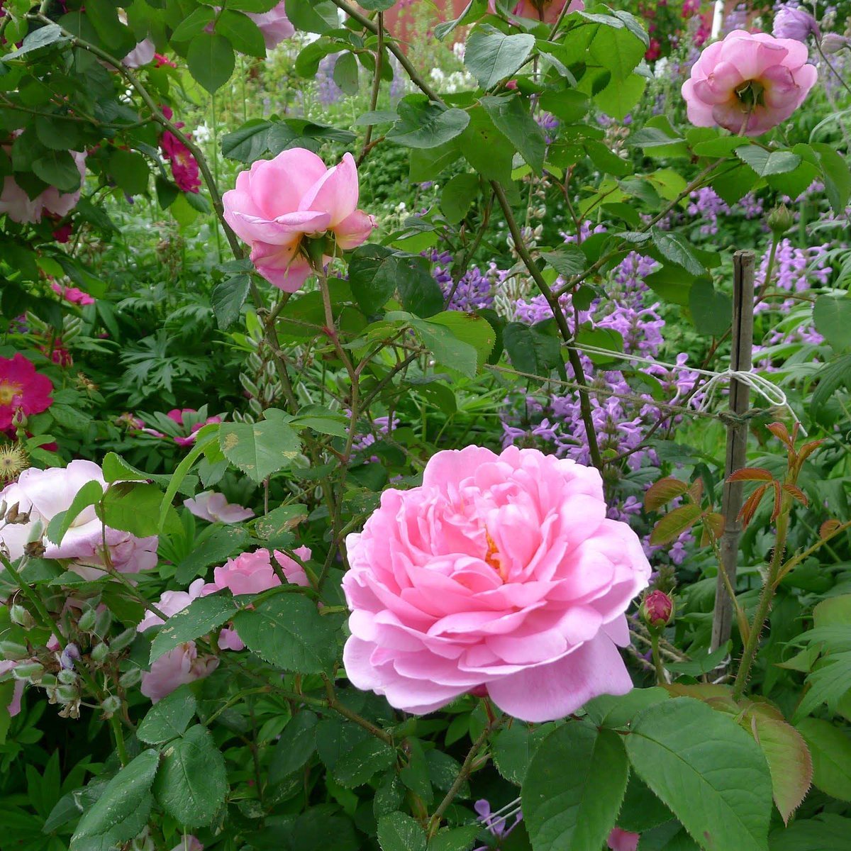 Кантри хоум роза фото и описание