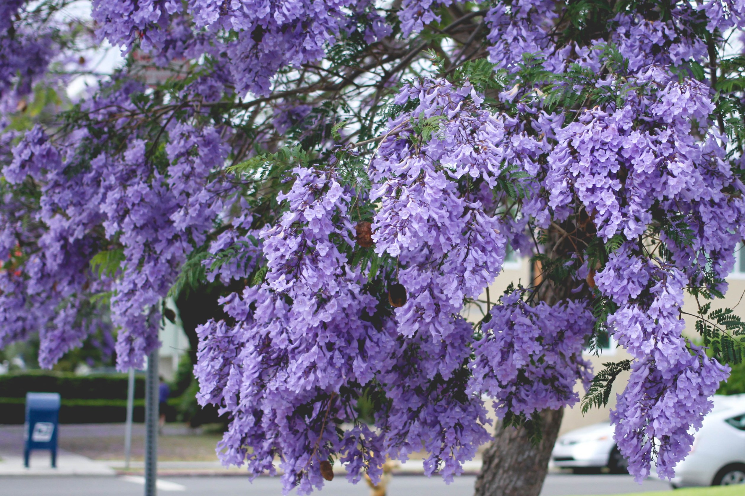 Джакаранда дерево цветение