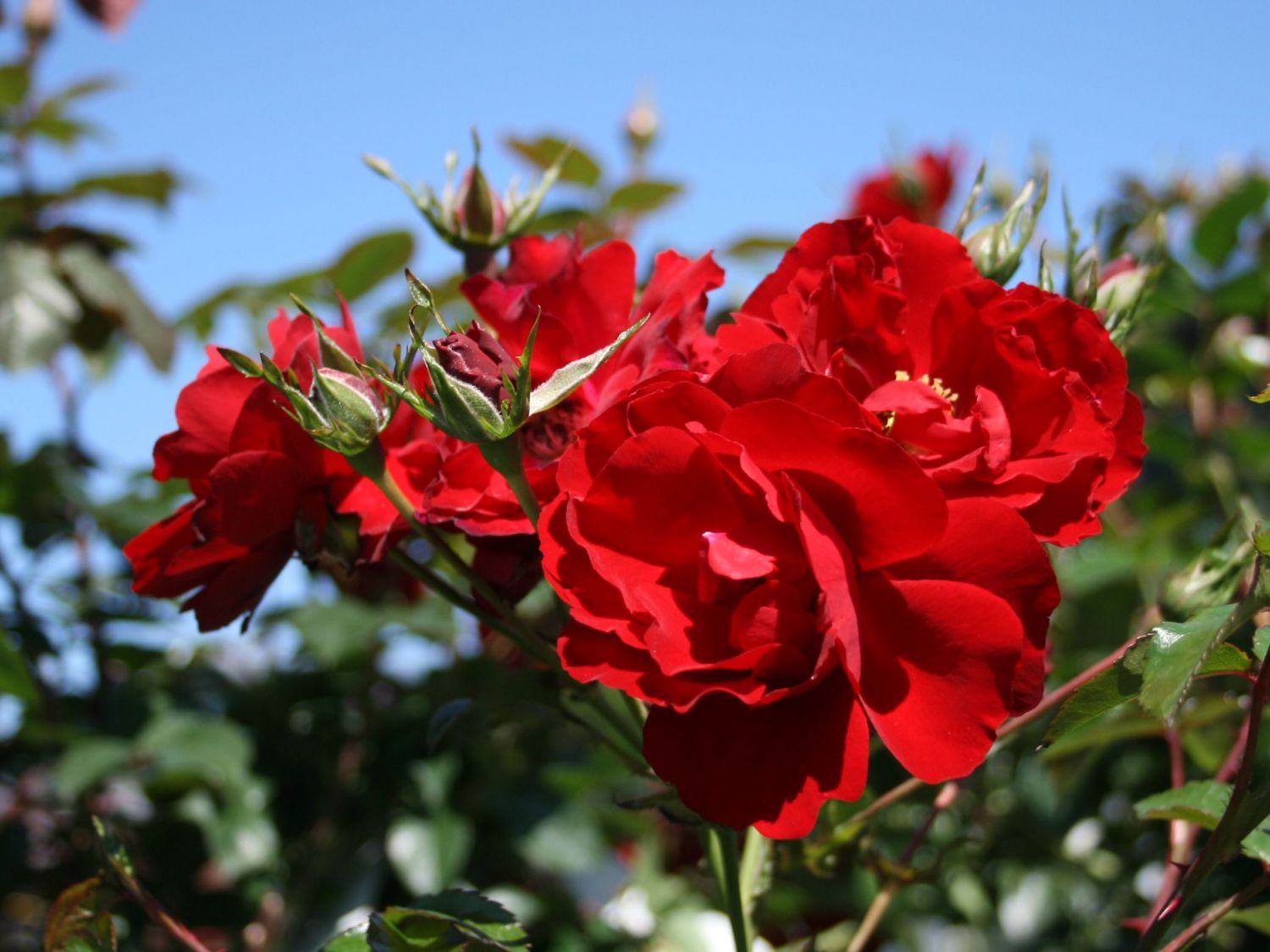 Роза почвопокровная аустриана фото и описание