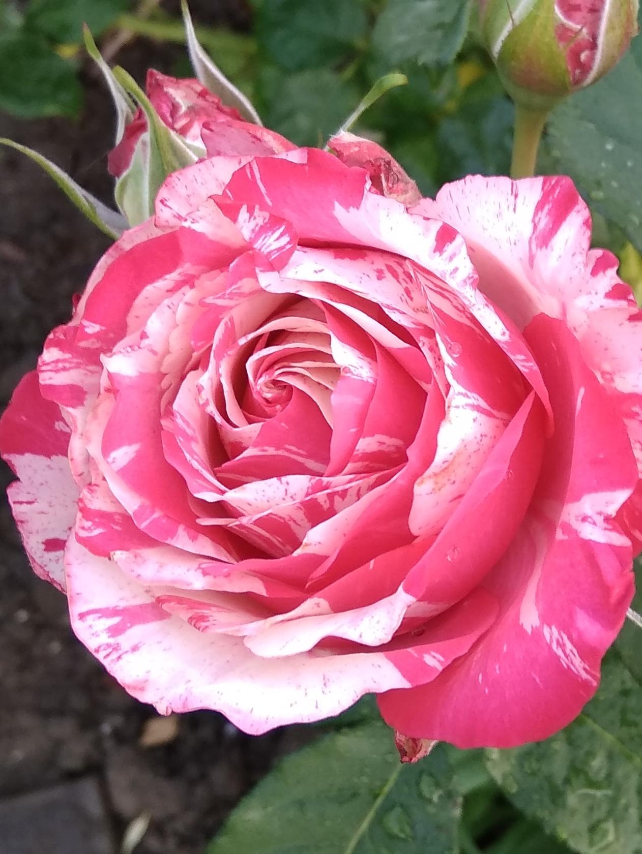 Роза Фиона красная
