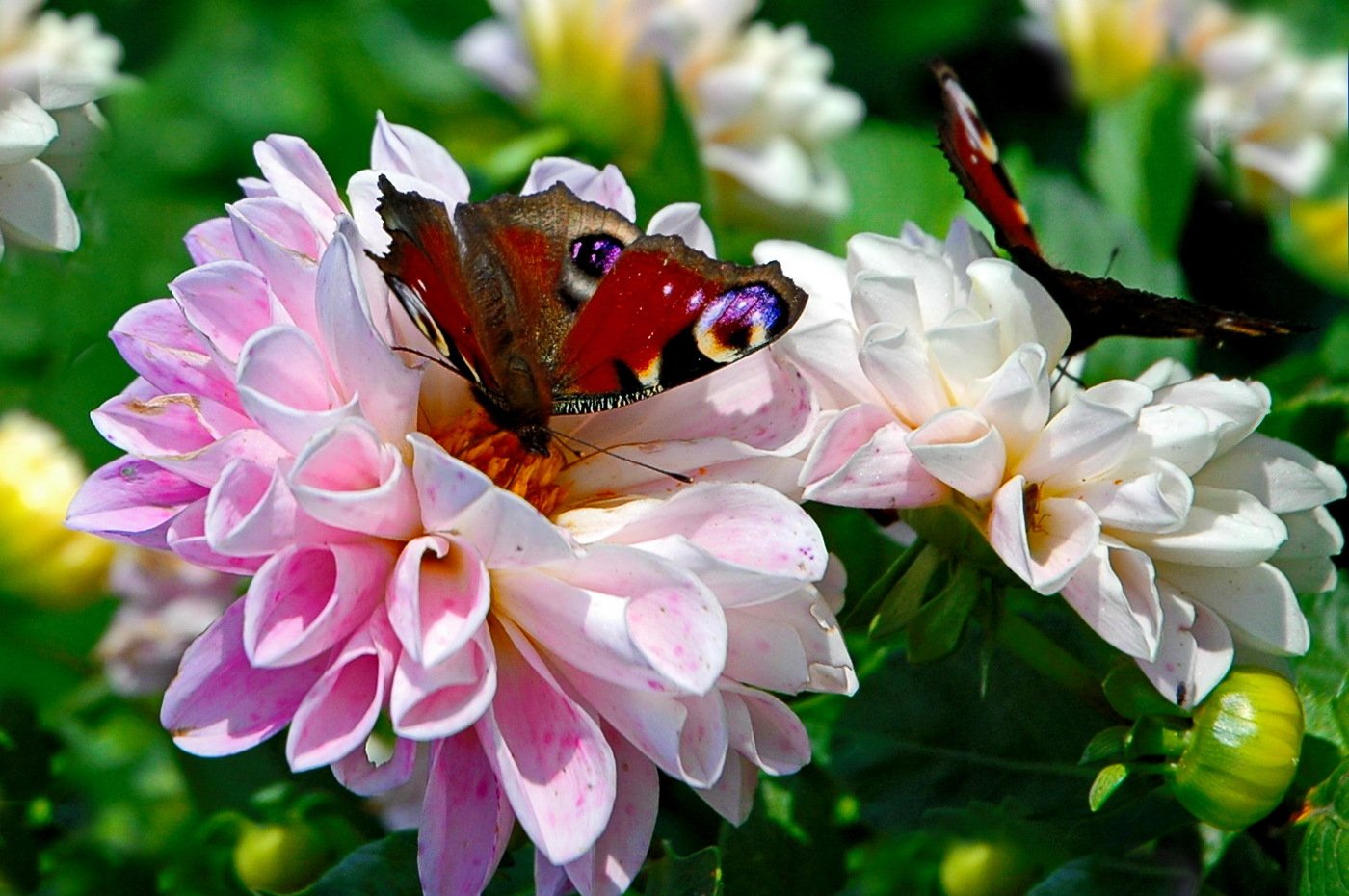 Фото бабочек на цветах в хорошем качестве
