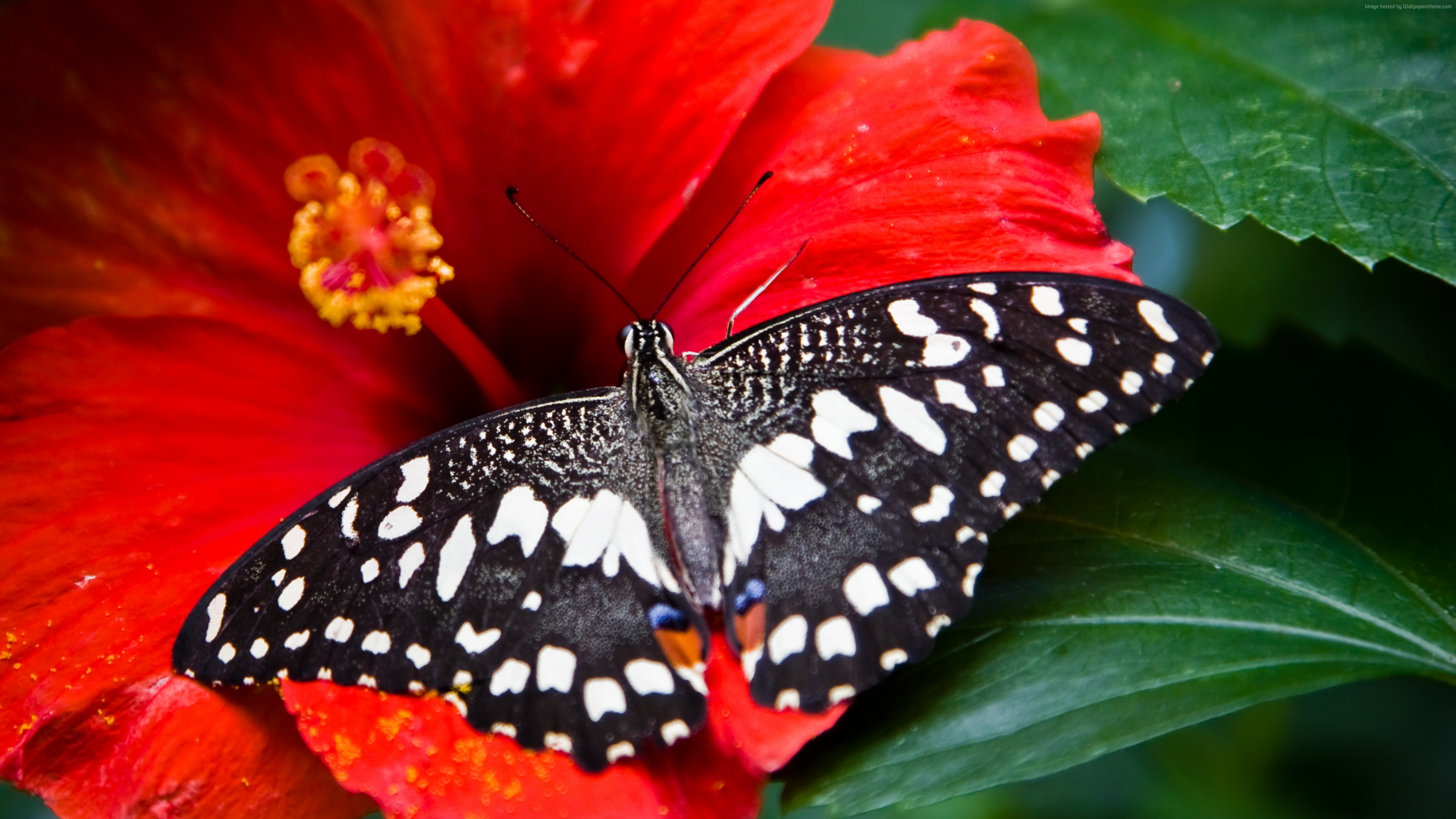 Бабочка с яркими крыльями. Бабочка Кернс Бердвинг. Бабочка на цветке. Обои на рабочий стол бабочки. Красивые бабочки.