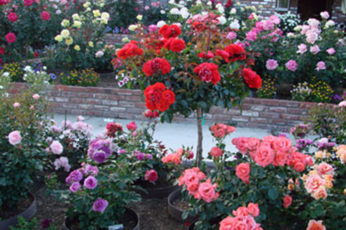 Как красиво посадить розу Леонардо да Винчи на дачном участке