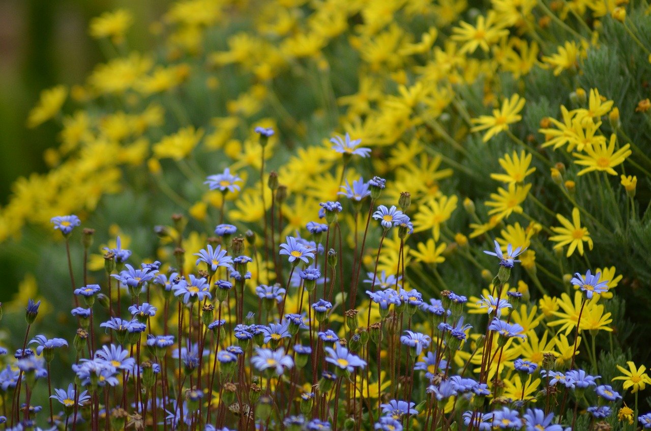 Сине желтые полевые цветы