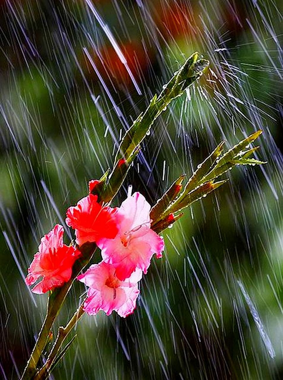 Открытка дождливая погода. Цветы дождя. Цветы под дождем. Дождливое утро. Дождик и цветы.