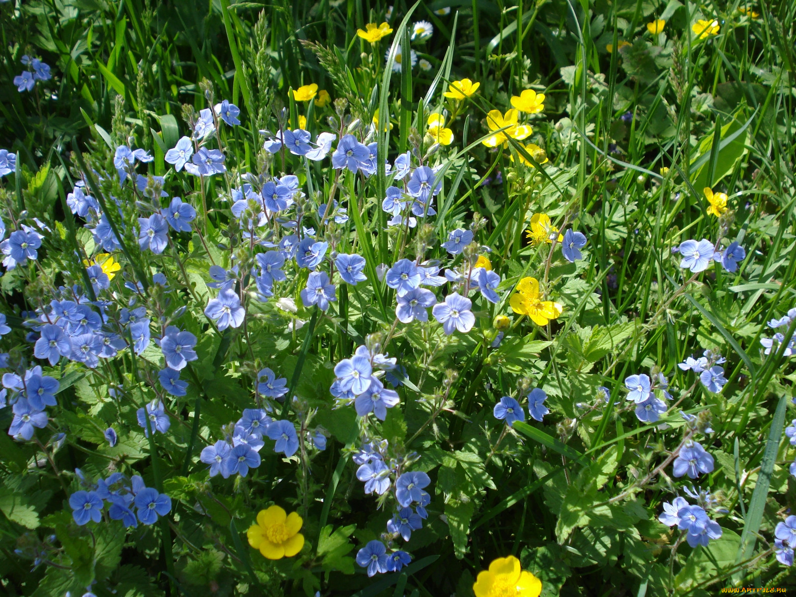 Полевые цветы синего цвета фото и названия