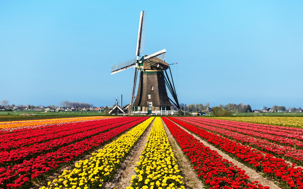 нидерланды комнатные цветы