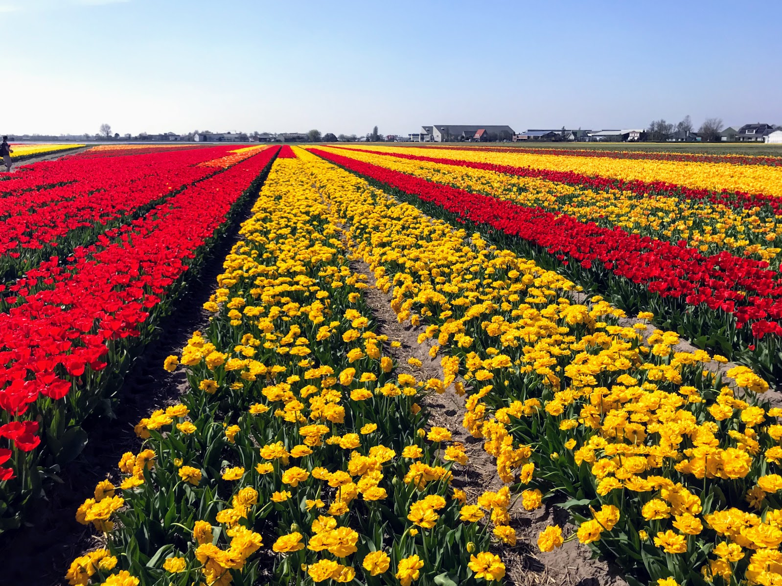 Где находится тюльпановое поле. Тюльпановые плантации в Голландии. Тюльпановые поля в Нидерландах. Амстердам тюльпаны плантации.