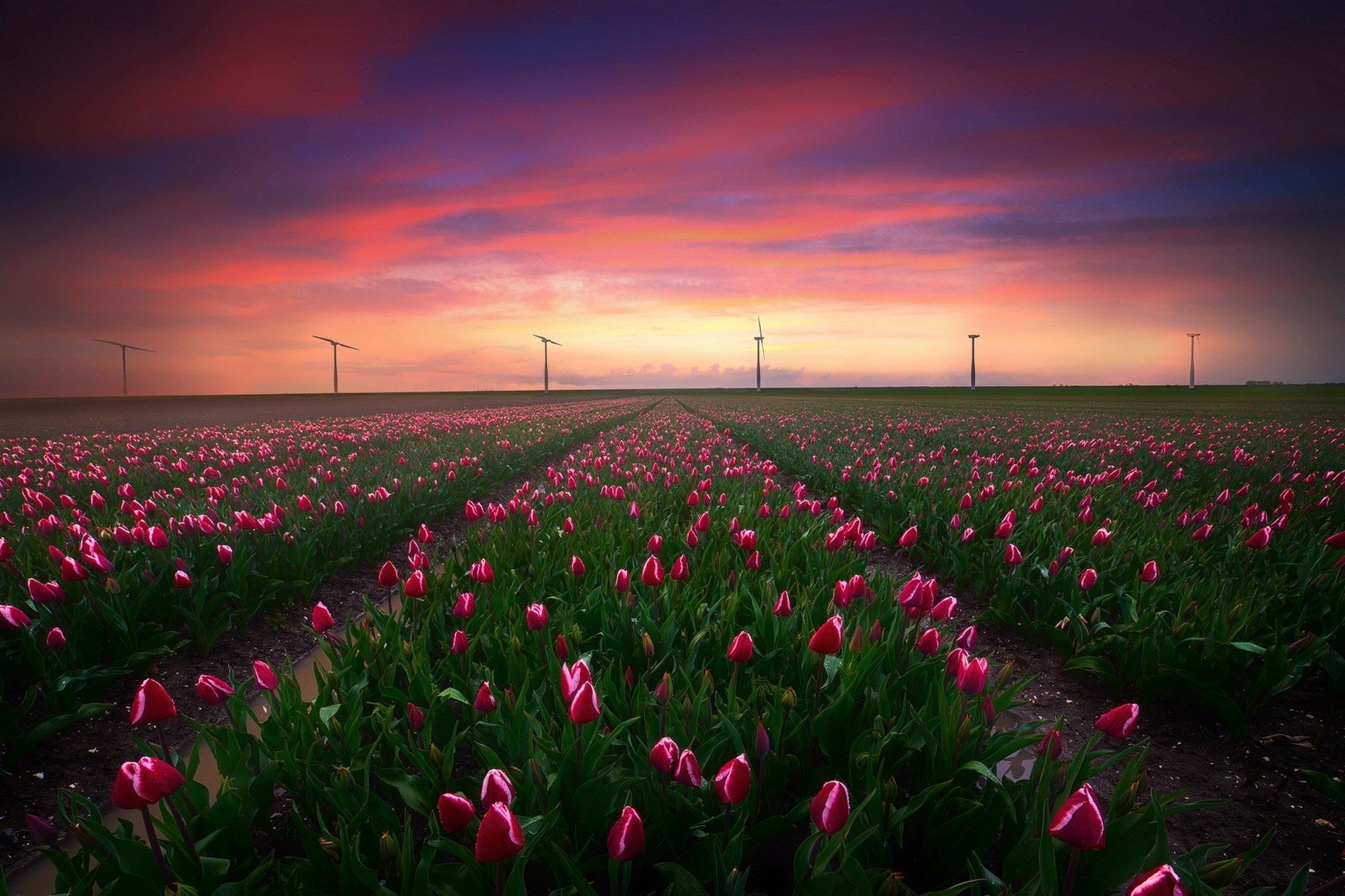 Поле тюльпанов. Нидерланды тюльпановые поля. Тюльпановое поле в Голландии. Тюльпановые поля в Нидерландах фото. Тюльпановые поля в Турции.