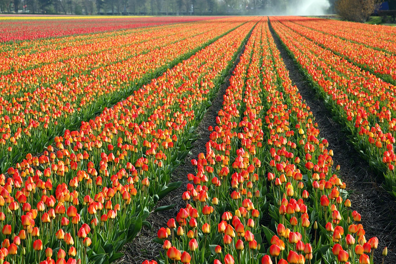 Голландские тюльпаны Поу